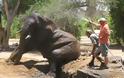 Επιχείρηση απεγκλωβισμού ελέφαντα - Φωτογραφία 9