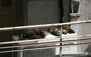 Σοκ: Κάτοικος της Kυψέλης «έλιαζε» προβιές ζώων στο μπαλκόνι του - Φωτογραφία 1