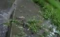 Bρώμα και δυσωδία στην Χαλανδρίτσα - Βυτία αδειάζουν βοθρολύμματα κατά μήκος ποταμών