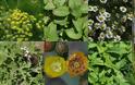 Οι καλλιεργητές αρωματικών και φαρμακευτικών φυτών ενώνουν τις δυνάμεις τους