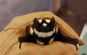 Νυχτερίδα «Πάντα» ανακαλύφθηκε στο Σουδάν - Φωτογραφία 2