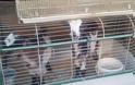 Ίλιον: Κατσικάκια σε κλουβί για καναρίνια…