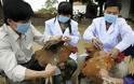 Κίνα: Δεκατέσσερις νεκροί από τον ιό H7N9, 61 κρούσματα
