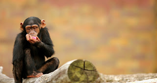 Καλύτερος επενδυτής από τον άνθρωπο ο... χιμπατζής - Φωτογραφία 1