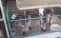 Κατσικάκια προς πάχυνση και σφαγή φέρεται να πωλεί Pet Shop εν όψει του Πάσχα