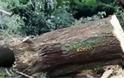 Τραγωδία στη Φθιώτιδα: Δέντρο καταπλάκωσε δασοφύλακα πατέρα τεσσάρων παιδιών