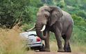 Ελέφαντας επιτέθηκε σε αυτοκίνητο τουριστών και το έκανε «ολοκαίνουργιο»!