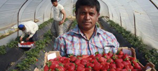 Αυτή είναι όλη η αληθεια για τη χρυσοφόρα καλλιέργεια της φράουλας στην Ηλεία με τον τζίρο των 95 εκατ. ευρώ - Φωτογραφία 1