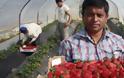Αυτή είναι όλη η αληθεια για τη χρυσοφόρα καλλιέργεια της φράουλας στην Ηλεία με τον τζίρο των 95 εκατ. ευρώ