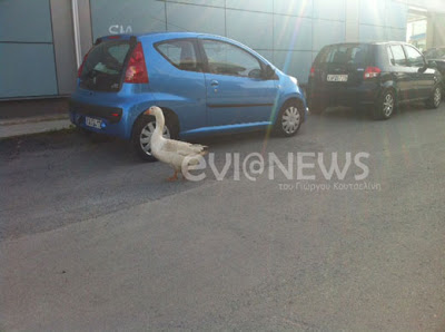 Χαλκίδα: Παπάκι χάθηκε στους πολυσύχναστους δρόμους της πόλης! Φωτογραφίες - Φωτογραφία 2