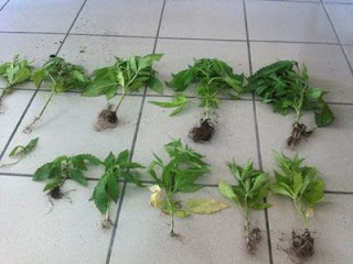 Κέρκυρα: Καλλιεργούσαν δενδρύλλια κάνναβης - Φωτογραφία 1