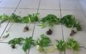 Κέρκυρα: Καλλιεργούσαν δενδρύλλια κάνναβης