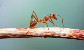 Τα μυρμήγκια ξέρουν μαθηματικά - Φωτογραφία 1