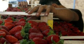 Σούπερ μάρκετ διακόπτουν συνεργασία με την εταιρεία της «ματωμένης φράουλας» - Φωτογραφία 1
