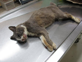 Και δεύτερη γάτα νεκρή μετά από κλωτσιά στη Λυγιά Λευκάδας - Φωτογραφία 1