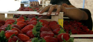 Hλεία: Τι βρήκε η Οικονομική Αστυνομία πίσω από τις ματωμένες φράουλες; - Φωτογραφία 1