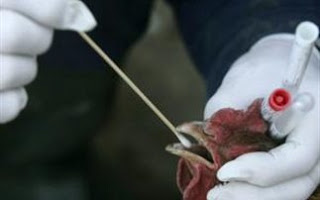 Είκοσι νεκροί από τη γρίπη των πτηνών στην Κίνα - Φωτογραφία 1