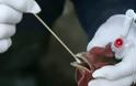 Είκοσι νεκροί από τη γρίπη των πτηνών στην Κίνα