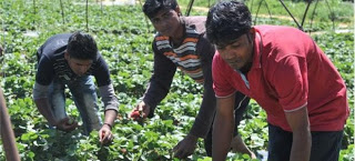 14χρονα παιδιά-εργάτες στα σκλαβοπάζαρα της φράουλας στη Μανωλάδα εντόπισε χθες η Διεθνής Αμνηστία - Φωτογραφία 1