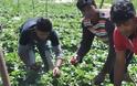 14χρονα παιδιά-εργάτες στα σκλαβοπάζαρα της φράουλας στη Μανωλάδα εντόπισε χθες η Διεθνής Αμνηστία