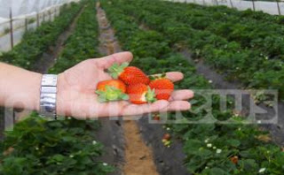 Ηλεία: Oδυνηρές συνέπειες από το μποϊκοτάζ της φράουλας - Ακυρώθηκαν εξαγωγές σε Ρωσία και Ουγγαρία - Φωτογραφία 1
