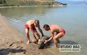 Εντόπισαν ακόμα μια νεκρή καρέτα καρέτα σε παραλία του Ναυπλίου - Φωτογραφία 2