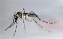 Προσέξτε τα τσιμπήματα από τα κουνούπια αυτή την εποχή - Aποτελούν κίνδυνο μετάδοσης ασθενειών