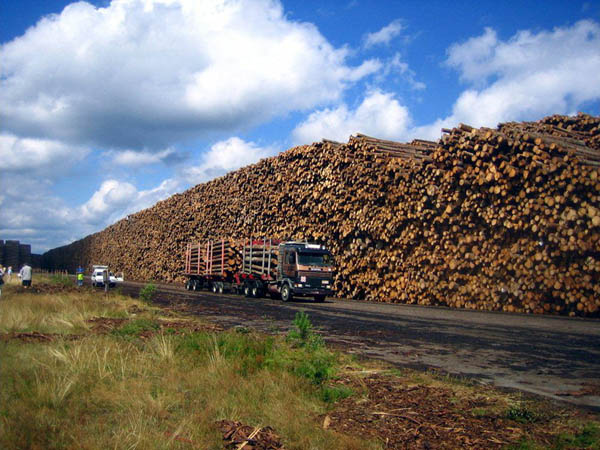 Byholma: Η μεγαλύτερη… αποθήκη ξυλείας - Φωτογραφία 2
