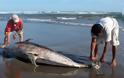 Εννέα νεκρά δελφίνια το 2013 σε ακτές της Μαύρης Θάλασσας