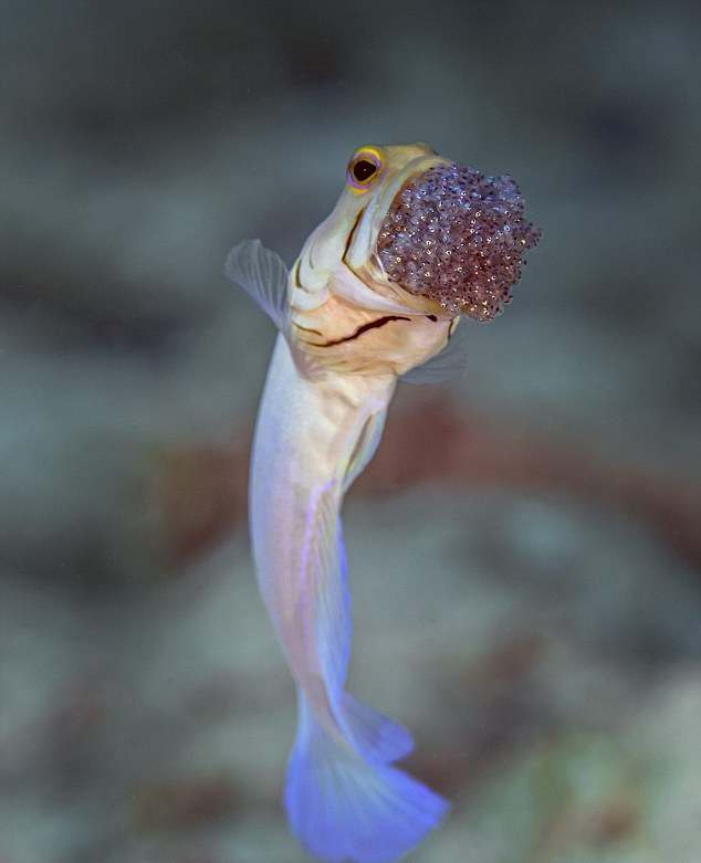 ΑΠΙΣΤΕΥΤΕΣ ΕΙΚΟΝΕΣ: Ψάρι φυλάει τους απογόνους του στο στόμα !!! - Φωτογραφία 2