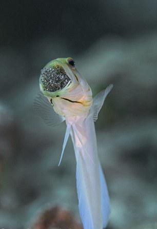 ΑΠΙΣΤΕΥΤΕΣ ΕΙΚΟΝΕΣ: Ψάρι φυλάει τους απογόνους του στο στόμα !!! - Φωτογραφία 7