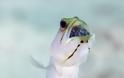 ΑΠΙΣΤΕΥΤΕΣ ΕΙΚΟΝΕΣ: Ψάρι φυλάει τους απογόνους του στο στόμα !!! - Φωτογραφία 3