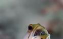 ΑΠΙΣΤΕΥΤΕΣ ΕΙΚΟΝΕΣ: Ψάρι φυλάει τους απογόνους του στο στόμα !!! - Φωτογραφία 4