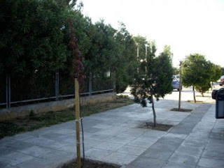 Φύτεψαν δένδρα στον περιβάλλοντα χώρο του «Θριασίου» - Φωτογραφία 1