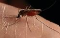 Yγεία: Κουνούπια, η άγνωστη απειλή