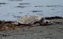 Νεκρή χελώνα καρέτα καρέτα στον Αγρίλη