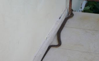 Πύργος: Πανικός από φίδι σε μπαλκόνι διαμερίσματος! - Φωτογραφία 1