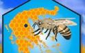 Greenpeace και Ομοσπονδία Μελισσοκομικών Συλλόγων Ελλάδας