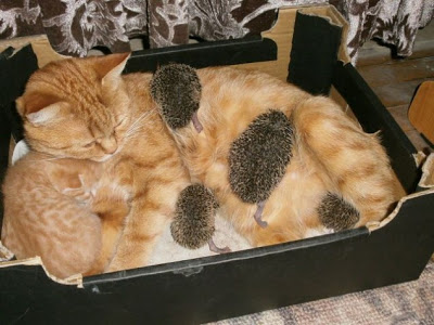 Το μεγαλείο των ζώων! Γάτα μαζί με τα μικρά της θηλάζει και 4 ορφανά σκαντζοχοιράκια! - Φωτογραφία 2