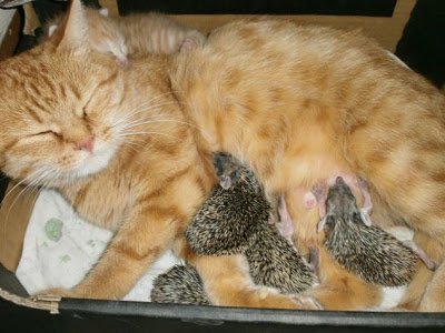 Το μεγαλείο των ζώων! Γάτα μαζί με τα μικρά της θηλάζει και 4 ορφανά σκαντζοχοιράκια! - Φωτογραφία 5