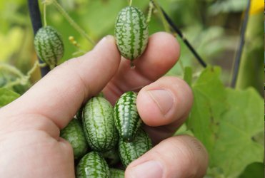 Ήρθε το cucamelon - Τι είναι το νέο φρούτο; - Φωτογραφία 2