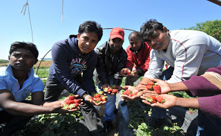 Ηλεία: Σύσκεψη για τις φράουλες στη Βάρδα! - Φωτογραφία 1