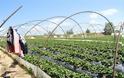 Ηλεία: Eπι τόπου για τις ματωμένες φράουλες ο Υπουργός Εργασίας