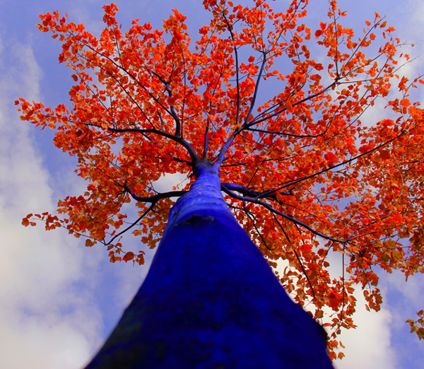 Τα δέντρα στις πόλεις… βάφονται μπλε! - Φωτογραφία 2