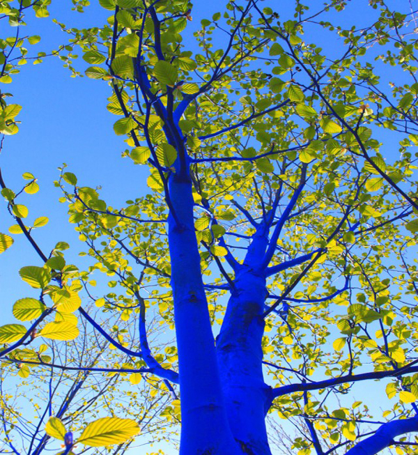 Τα δέντρα στις πόλεις… βάφονται μπλε! - Φωτογραφία 4