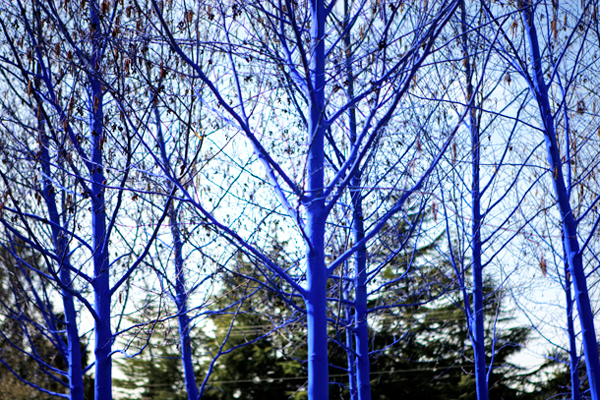 Τα δέντρα στις πόλεις… βάφονται μπλε! - Φωτογραφία 9