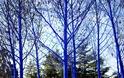 Τα δέντρα στις πόλεις… βάφονται μπλε! - Φωτογραφία 9