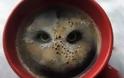 Οι συνέπειες του καφέ μέσα από τα μάτια μιας… κουκουβάγιας!