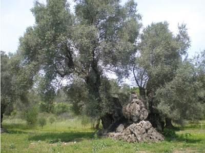 «Μνημειακό Άλσος Ελιάς» στο Αμάρι - Φωτογραφία 2