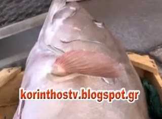 Σφυρίδα «γίγας» 16,5 κιλά έπιασε ψαράς στον Κορινθιακό - Σκεφτείται να κολυμπάτε και να το δείτε μπροστά σας! [video] - Φωτογραφία 1